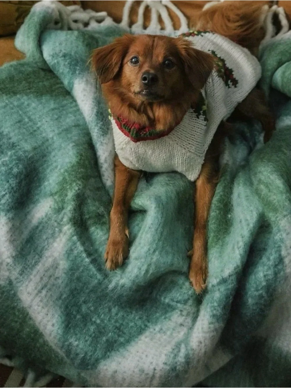 Anthropologie / NWT COZY COCOON FRINGED THROW BLANKET Holly Green